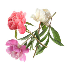 Beautiful peonies in air against white background