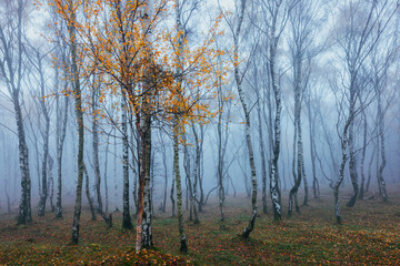 Fototapeta premium Enchanted foggy woodland with white birch trunks and a single tree crowned with golden autumn leaves in a silent, surreal forest scene