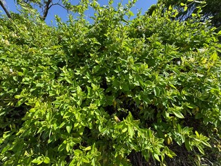 Close-up of blooming Lonicera japonica flowers with white petals and lush green foliage, captured in bright daylight. Fragrant climbing vine. Japanese honeysuckle and golden-and-silver honeysuckle.
