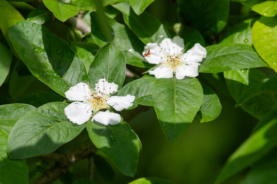 Close up of a flower on a common medlar (mespilus germanica) tree