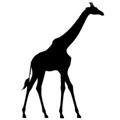 Single Giraffe Silhouette side view, standing