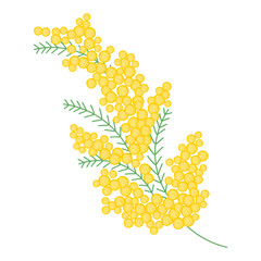 Spring mimosa branche with blooming flowers. Delicate floral composition