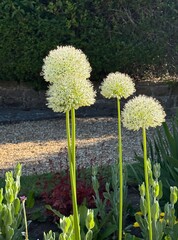 White allium flowers in sunny garden