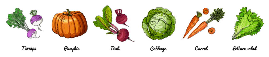 Hand Drawn Vector Set of Vegetables – Carrot, Beet, Pumpkin, Cabbage, Turnip, Lettuce