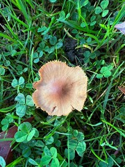 Top view of mushroom or fungus in grass