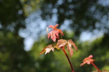 View of red maple leaves in autumn with bokeh trees and sky in background