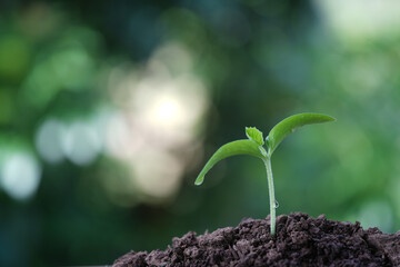Macro closeup of small growing sprout