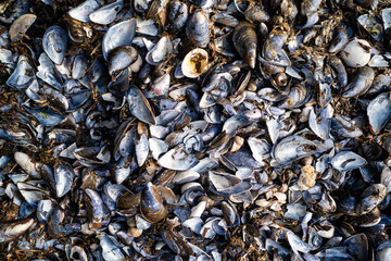 Nahaufnahme eines dichten Teppichs aus Muschelschalen, aufgenommen am Kitzeberger Strand in...
