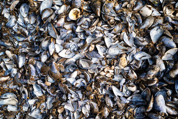Nahaufnahme eines dichten Teppichs aus Muschelschalen, aufgenommen am Kitzeberger Strand in...