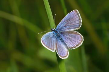 Hauhechel-Bläuling, Gemeiner Bläuling (Polyommatus icarus) Männchen auf einem Grashalm - Sulz am...