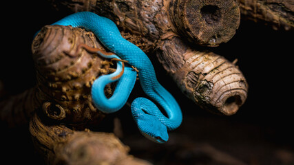 close up of a snake