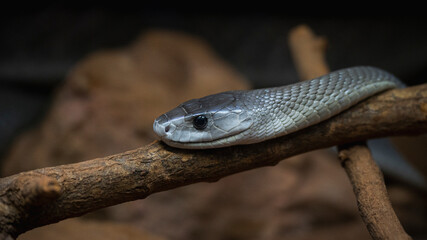 Fototapeta premium close up of a snake
