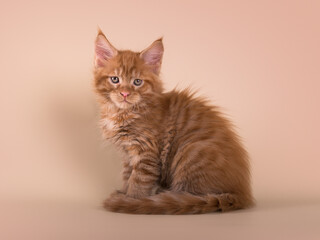 Cute adorable tabby ginger maine coon kitten on beige isolated background