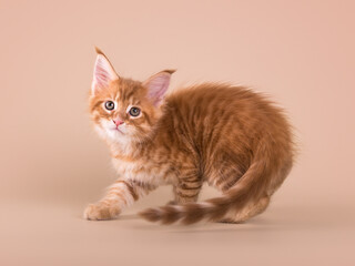 Cute adorable tabby ginger maine coon kitten on beige isolated background