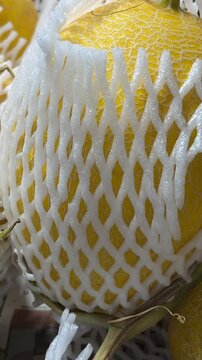 Korean little striped yellow melons or locally known as chamoe. Early Silver Line Melon. Fruit edible summer background. Movement with rotation. Close-up, flat lay, mockup, top view