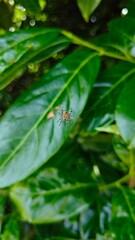 Spider on leaf on web