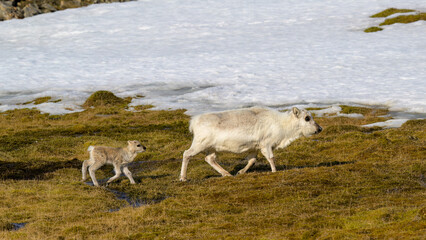 Svalbard reindeer (Rangifer tarandus platyrhynchus) with calf