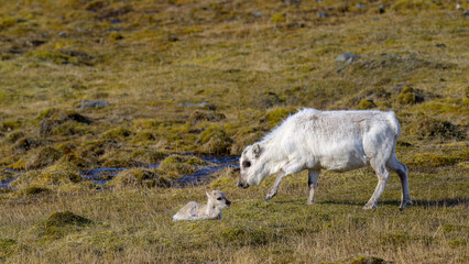 Svalbard reindeer (Rangifer tarandus platyrhynchus) with calf