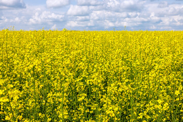 Expansive Yellow Canola Field Under Blue Sky