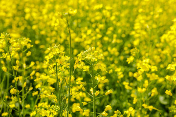Vibrant Yellow Canola Field in Full Bloom on Sunny Day