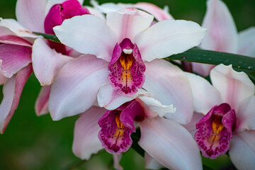 
Beautiful Cymbidium Orchid in bloom
