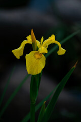 beautiful yellow lily in bloom © Gilda