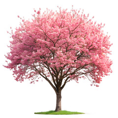 pink cherry tree isolated on white background. PNG Transparent file type with high definition quality And vibrant color grading Available.