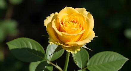 Fototapeta premium Single Yellow Rose Bloom Green Leaves Dark Background