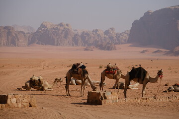 Fototapeta premium Camels in a desert