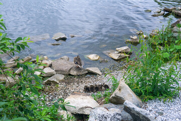 Duck and ducklings on the shore of a lake in the park