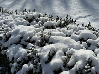 Snow on boxwood shrubs in winter park 
