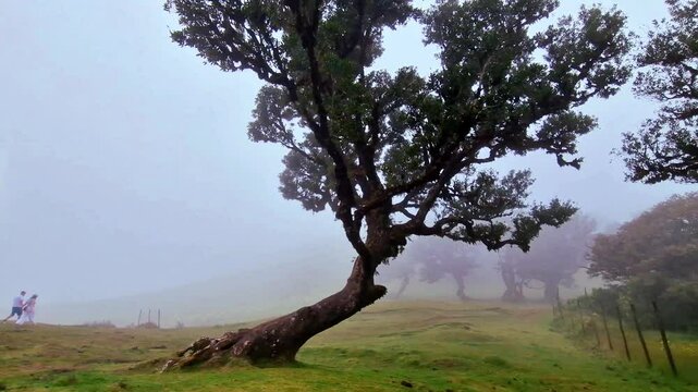 Ancient Fanal laurel forest in the fog, Madeira, Portugal. unesco heritage site for unique nature and thousand year trees. beauty in nature