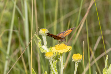 butterfly on a flower