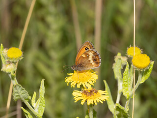 butterfly on yellow flower