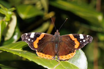 Red Admiral butterfly on a leaf