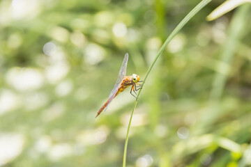 dragonfly on a leaf