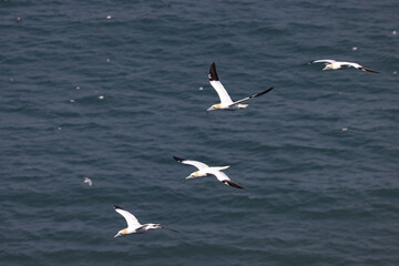 Gannets in flight
