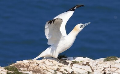 gannets in flight