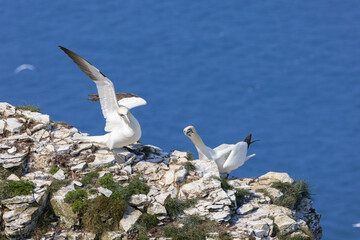 Two gannets