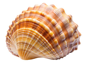 Obraz premium seashell isolated on white background. PNG Transparent file type with high definition quality And vibrant color grading Available.