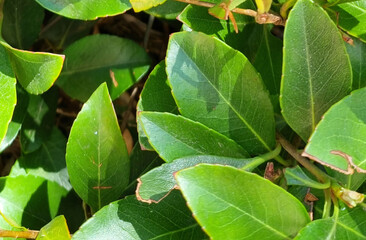 A close-up photograph of green leaves illuminated by sunlight, highlighting the natural veins and...