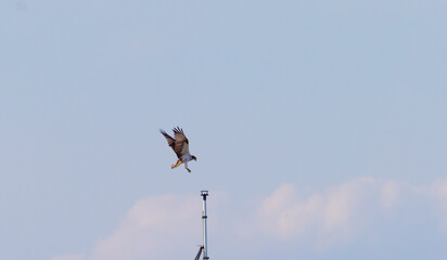 osprey in flight