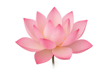 Elegant Pink Lotus Flower with Layered Petals – Isolated on Transparent Background for Wellness and Meditation Themes
