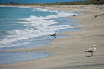 Group of seagulls standing on a quiet beach in Bulgaria, with the gentle shoreline stretching into the distance. The natural coastal setting evokes a peaceful and serene atmosphere. The birds are capt