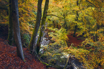 Autumn colours burst through the canopy above a quiet river in the Birks of Aberfeldy, Perth and...