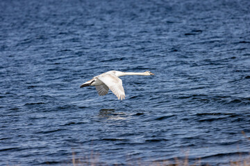 Swan flying