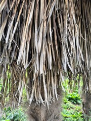 Shaggy dead leaves on palm tree