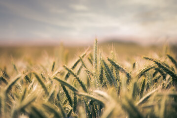 Golden wheat ear in summer light – close-up of ripe cereal crop