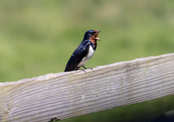 Swallow singing