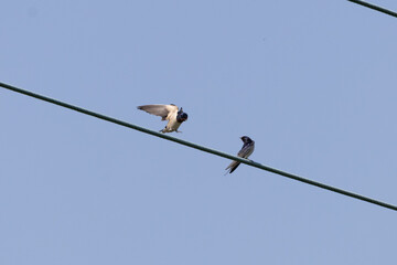 Swallows on power cable